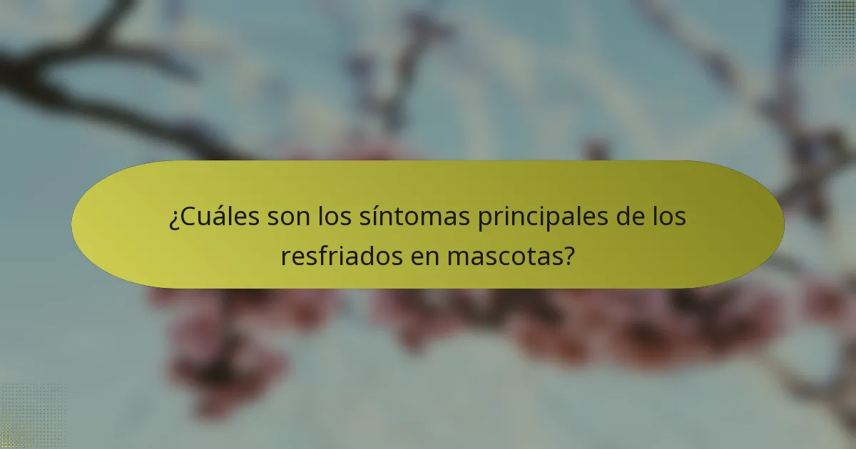 ¿Cuáles son los síntomas principales de los resfriados en mascotas?